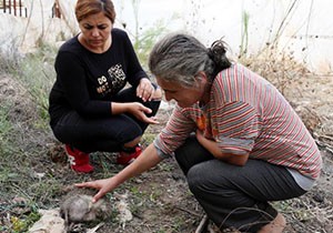 Kirpi, kedi ve köpekleri zehirleyerek öldürdüler