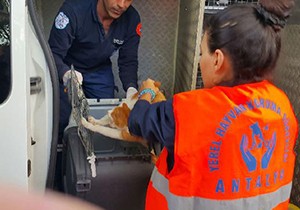 Antalya'da tavuk etiyle zehirlenen 4 kedi telef oldu
