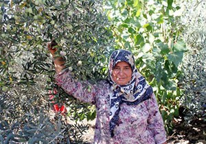 Gazipaşa da 37 bin ton zeytin rekoltesi bekleniyor