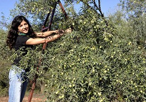 Antalya da zeytin hasadı başladı